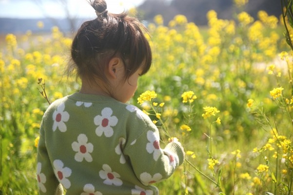 春の菜の花畑